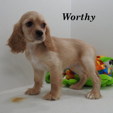puppy, for, sale, Cockilear, Joe & Cherri  Overlease, dog, breeder, Miller, MO, dog-breeder, puppy-for-sale, forsale, nearby, find, puppyfind, locator, puppylocator, aca